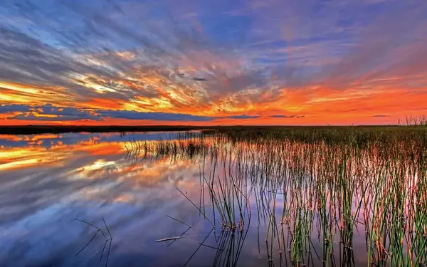Everglades National Park sawgrass at sunset
