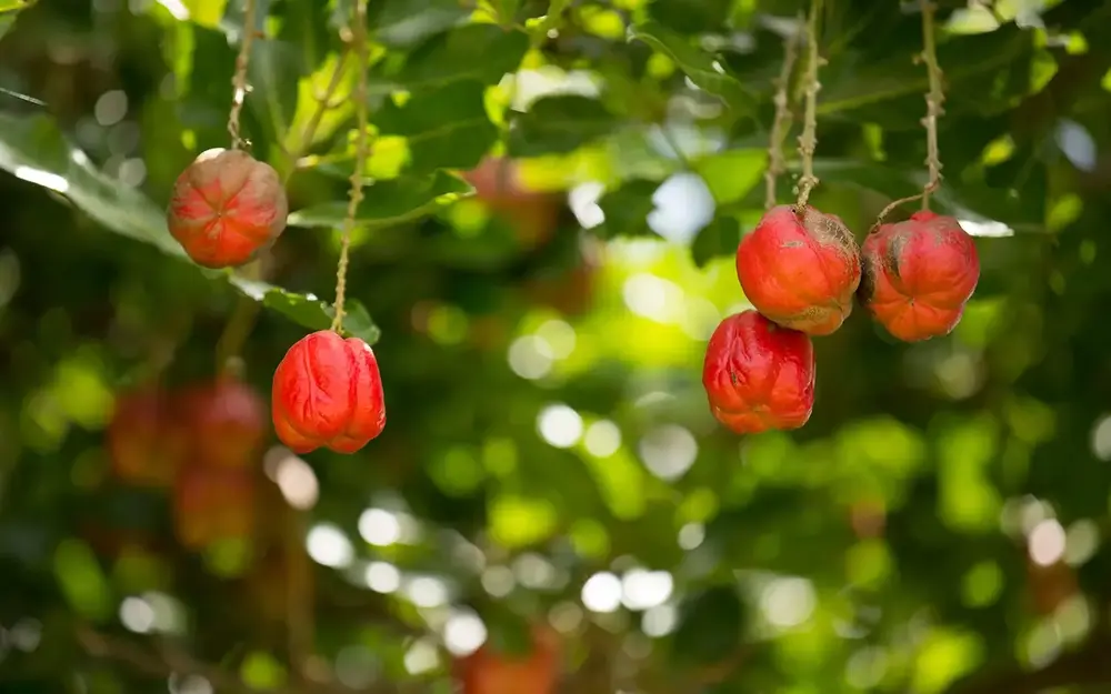 Ackee Tree at Fruit & Spice Park