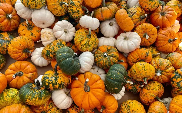 Variety of colorful pumpkins