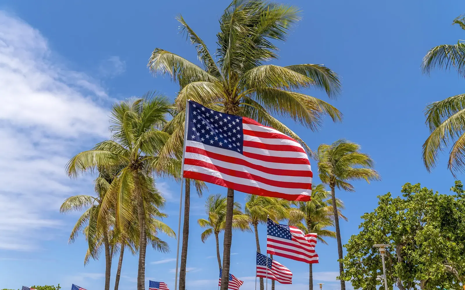 American flags blowing in the ocean breeze with palm trees