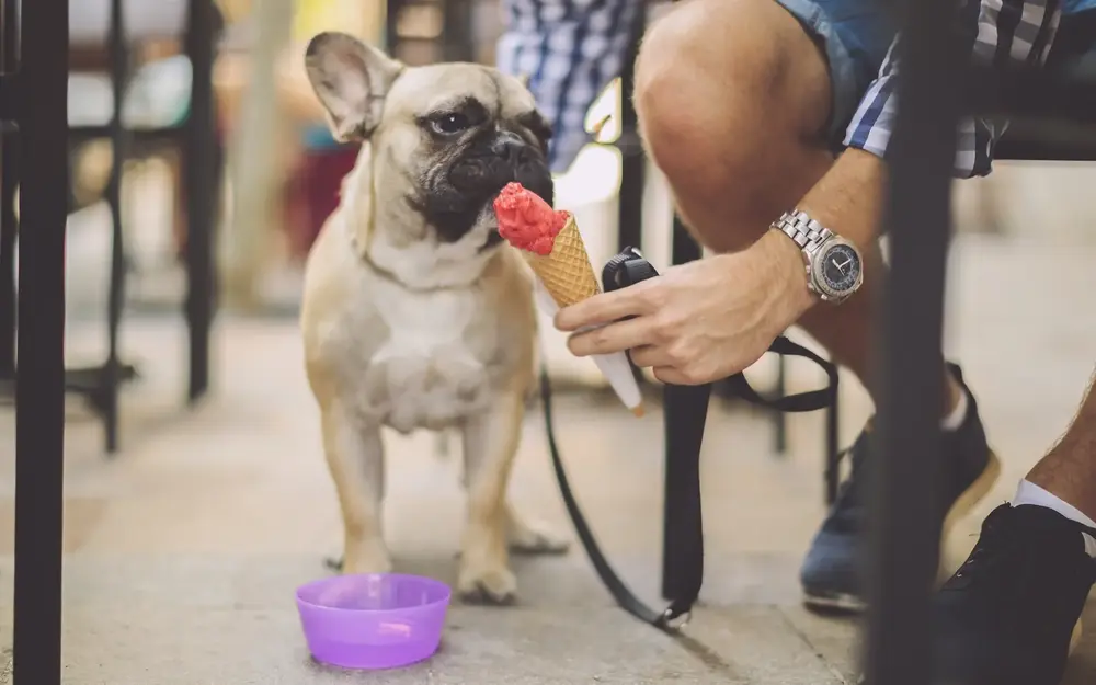 French Bulldog eating an ice cream cone