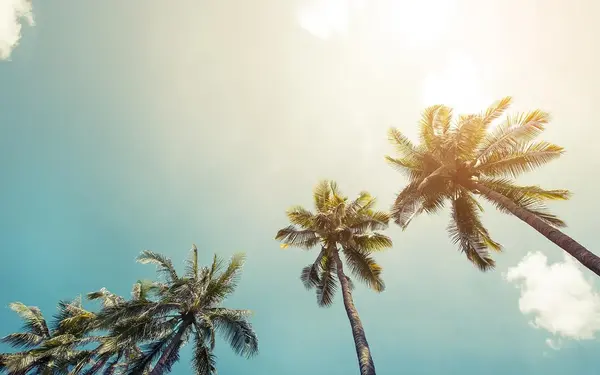 Palm trees and blue sunny skies
